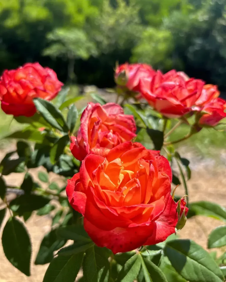 24